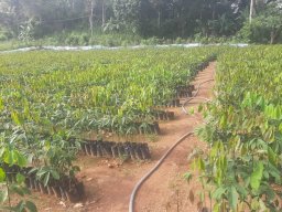 Mirigama Nursery